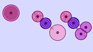 Cell Lab: Friction II 800 Pt. 2 -- The Organism