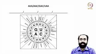 Epitranscriptome and Protein Synthesis_ Roles of RNAs in Translation#swayamprabha #ch17sp