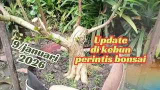 Inspirasi kebun bonsai untuk pemula #bonsai #caraperawatanbonsai #pemula #garden 