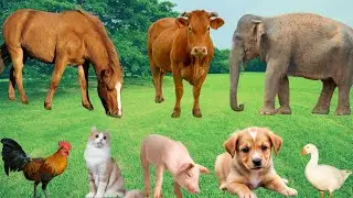 Cute Animal Moments: Giraffe, Elephant, Zebra, Monkey, Cow, Horse, Dog, Cat-Animal Sounds