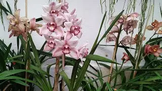 TOUR en exposición de ORQUÍDEAS de Ecuador #2024