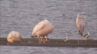 Pink Backed Pelican