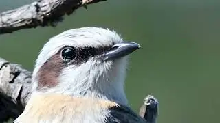 Bird photography - AI Image sharpening and upscaling works like a magic !