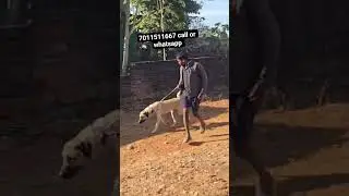 Kangal male 8 months old available for sale #kangal #puppy #shorts #youtubeshorts #viral #trending