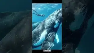 Самое тяжелое животное в Мире #shorts
