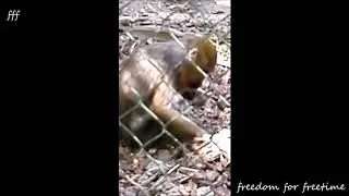 Mandrillen graben - Dig Mandrills