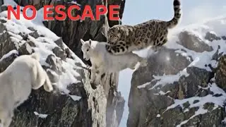 High Altitude Survival: Mountain Goats Fighting for Life