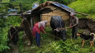 Most Peaceful And Relaxing Village lifestyle || Himalayan Village Life in Heavy Rain Season Nepal
