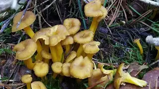 Brotada Maravillosa de Cantharellus, Boletus edulis y m&aacute;s Setas... ❄🍄🍄Setas en Soria🍄🍄❄