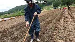 손 쉬운 귀농 귀촌 텃 밭 작물 고사리 심기