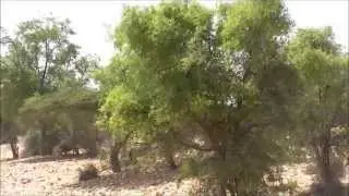 kodmo valley, karkaar region part 5