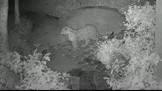 Leopard at Midnight Caught on CCTV &mdash; A Divine Omen or a Warning?