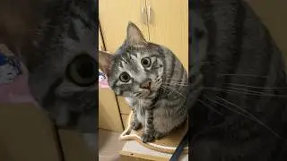 Neighbour's Cat Keeps Breaking In 😂