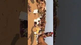 Pushkar mela biggest cattle fair must experience in Rajasthan #celebratewithshorts #pushkar #travel