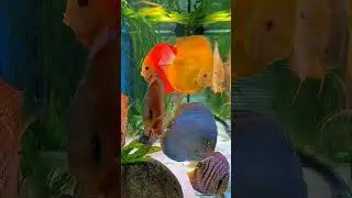 🐠 Discus Fish &ndash; Part 1 | Introduction & Minimum Tank Requirements #discus #filialaquatics