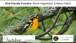 Bird Friendly Forestry - Northeast Bird Habitat Conservation Initiative