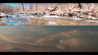 Trout, White Suckers, Dace, and Shiners. Spring Tributary in Southern Ontario