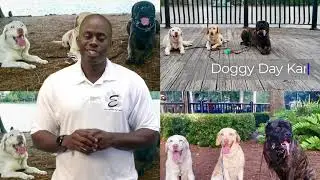 Dog Behavior Modification Training at Elite Professional Dog Training in Florida