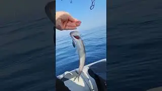 g&uuml;m&uuml;ş (lokum) #fishing #fish #keşfet #balık #arsuz #deniz #&ccedil;evlik #g&uuml;m&uuml;ş