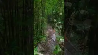 Pathless Path