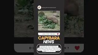 Capybara- Friends With Everyone 2025 #Capybara