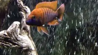 Gorgeous Eureka Jake Cichlid Male 150 Gallon Tank