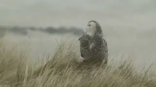 Sneeuwuil op vlieland