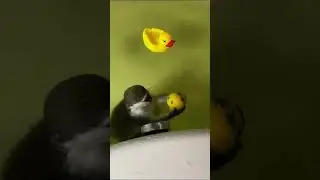 Процедури Рікі😃🦧😃