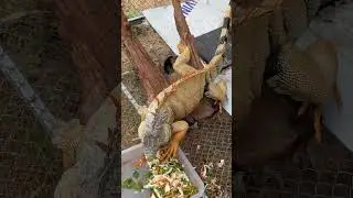 Ch&uacute; kỳ nh&ocirc;ng khổng lồ đầy sắc m&agrave;u #colors #pet #petlover #ornamental #shorts #huge