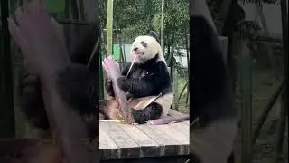 Panda #Panda #Giant #Animal