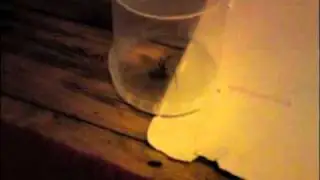 My giant house spider encounter