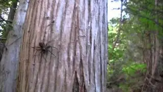 HUGE Ugly Spider