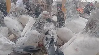 Multan kabutar mandi| multan kabootar mandi| aseel kabootar mandi| kabutar mandi|