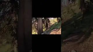 Griffith Peak Trail Mt. Charleston Rundown