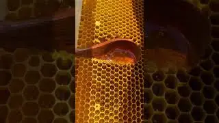 Pure Gold Honey #beekeeping #shorts #subscribe