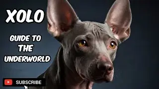 Xoloitzcuintli, Leader Of Souls #dog #dogs #doglover