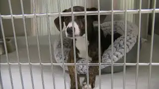 Local animal shelters again at capacity despite steady adoptions