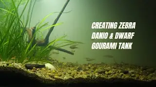 2ft Planted Aquarium Setup with Zebra Danio & Dwarf Gourami | Peaceful Freshwater Tank
