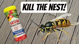 How to Kill Ground Hornets Underground
