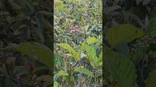 EMERALD GREEN THROATED HUMMINGBIRD