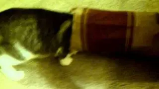 Funny Cat in the Bag