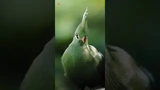 Livingstone's turaco sound