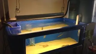 PENTAIR 270 gallon fiberglass aquarium with stingrays and gar