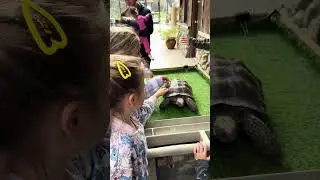 Visiting zoo #zoo #animals #top #usa #turtle #snake #bear #shorts #yoytubeshorts #california #day