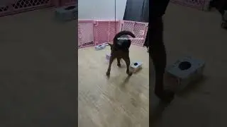 6mo CHINESE RED DOG SCENT DETECTION TRAINING #shorts