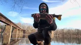 22&rdquo; brown trout big Delaware River
