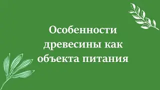 Особенности древесины как объекта питания