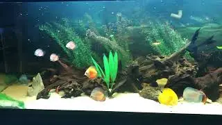 Progress on the discuss tank 