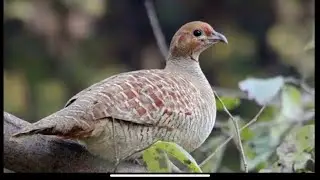 Partridge shot