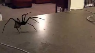 Spider Jump Scare | Vizulen